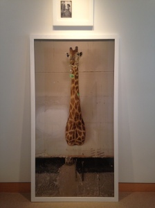 Fraenkel Gallery, San Francisco, giraffe
